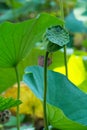 Green and fresh lotus seed.