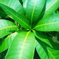 green and fresh mango tree leaves Royalty Free Stock Photo