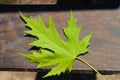 Green, fresh maple acer leaf in springtime Royalty Free Stock Photo