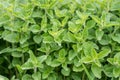 Green fresh mint growing on a farmer\'s field