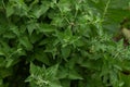 green fresh mint mentol leaves Royalty Free Stock Photo