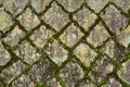 Green fresh moss and lichen covered on gray stone surface wall