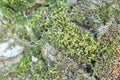 Green fresh moss on a tree bark macro Royalty Free Stock Photo