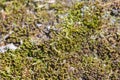 Green fresh moss on wood tiny garden macro Royalty Free Stock Photo
