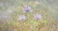 Green fresh nature flowers field grass with dew drops in the morning.Beautiful bokeh on blurred background. Panoramic view Royalty Free Stock Photo
