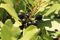 Green and fresh no dry bay leaf on tree Laurus nobilis in nature outdoors. Branch of bay tree with many bay leaves not Royalty Free Stock Photo