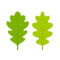 Green fresh oak leaflet vector illustration