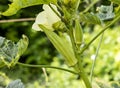 Green fresh Okra or Lady Fingers plant grow in garden Royalty Free Stock Photo