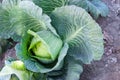 Green fresh organic cabbage in the vegetable