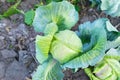 Green fresh organic cabbage in the vegetable