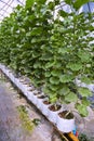 Green fresh organic melon farm inside greenhouse Royalty Free Stock Photo