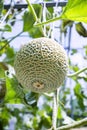 Green fresh organic melon farm inside greenhouse Royalty Free Stock Photo