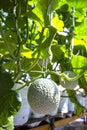 Green fresh organic melon farm inside greenhouse Royalty Free Stock Photo