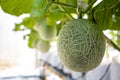 Green fresh organic melon farm inside greenhouse Royalty Free Stock Photo