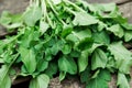 Green fresh organic spinach leaves straight from the garden.wooden backdrop.growing vegetables, healthy lifestyle Royalty Free Stock Photo