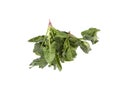 Green fresh organic spinach on the white background Royalty Free Stock Photo