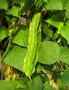 Green fresh organic winged bean (Princess bean/Asparagus pea) in Royalty Free Stock Photo