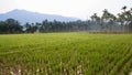 Fresh paddy field with palm trees in India