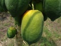 Green and fresh papaya fruits on the tree Royalty Free Stock Photo