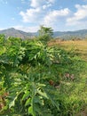 Green fresh papaya leaves anf green field