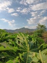 Green fresh papaya leaves and blue mountain