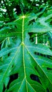 green and fresh papaya leaves