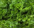 green fresh parsley background. green fresh parsley texture Royalty Free Stock Photo