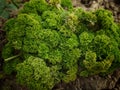 Green, fresh parsley leaf Royalty Free Stock Photo