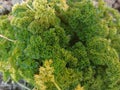 Green, fresh parsley leaf Royalty Free Stock Photo