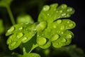 Green fresh parsley leaf dewy with water. Macro photography. Selective Focus. Close up Royalty Free Stock Photo