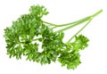 green fresh parsley leaf isolated on white background. macro. full depth of field Royalty Free Stock Photo