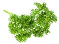 green fresh parsley leaf isolated on white background. macro. full depth of field Royalty Free Stock Photo