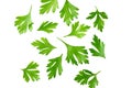 Green fresh parsley leaves isolated on white background top view Royalty Free Stock Photo