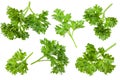 green fresh parsley leaves isolated on white background. top view. flat lay Royalty Free Stock Photo