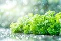 Green fresh parsley on neutral background with water drops