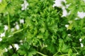 Green fresh parsley plant top view Royalty Free Stock Photo