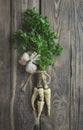 Green fresh parsley with roots and garlic . Fresh herbs for salad. The concept of organic food. Ingredients for salad Royalty Free Stock Photo