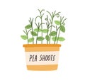 Green fresh pea shoots growing in pot. Sprouts of microgreens in planter. Organic micro greens in container. Growth of Royalty Free Stock Photo