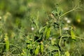 Green fresh peas and pea pods in the garden Royalty Free Stock Photo