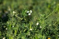 Green fresh peas and pea pods in the garden Royalty Free Stock Photo