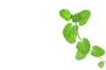 Green fresh peppermint branch with leaves isolated white background with place for text macro Royalty Free Stock Photo