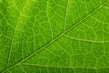 Green fresh plant background Royalty Free Stock Photo