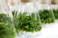 Green fresh plants grown up in test tubes in laboratory Royalty Free Stock Photo