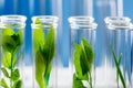 Green fresh plants grown up in test tubes in laboratory. Royalty Free Stock Photo