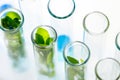 Green fresh plants grown up in test tubes in laboratory. Royalty Free Stock Photo
