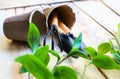 Green fresh plants pots rake and spade Royalty Free Stock Photo