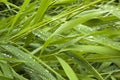 Green fresh plants reed with raindrops closeup for background Royalty Free Stock Photo