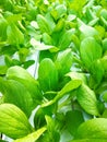 Green and fresh pokchoy mustard greens thay ready to eat are guaranted to be healthy Royalty Free Stock Photo