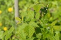 Green fresh raspberry leaves in the garden on a sunny spring day. Growing berries, gardening Royalty Free Stock Photo