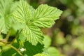 Green fresh raspberry leaves in the garden on a sunny spring day. Growing berries, gardening Royalty Free Stock Photo